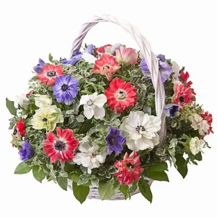 Colored Anemone Basket
