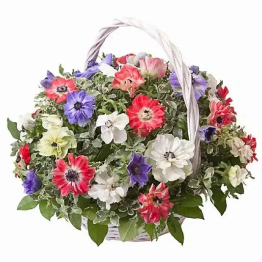 Colored Anemone Basket